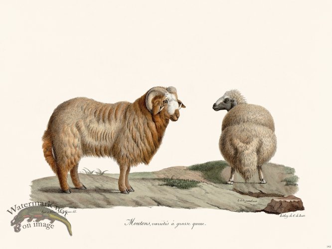 (image for) Cuvier 142 Sheep Variety