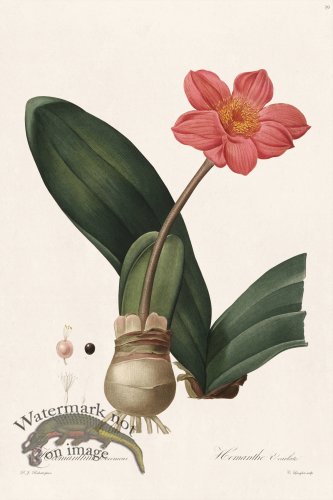 (image for) Les Liliacees Redoute 039