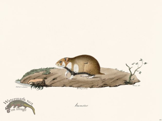 (image for) Cuvier 260 Hamster