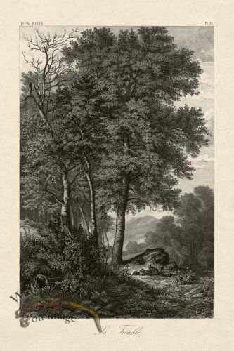 (image for) Hoefer Tree 11