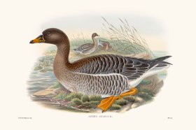 Gould Waterfowl 40