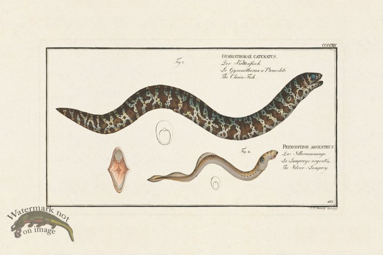 (image for) BLOCH FISH 417