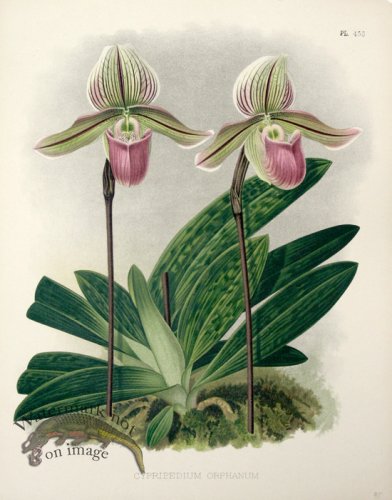 (image for) Linden Orchids 04