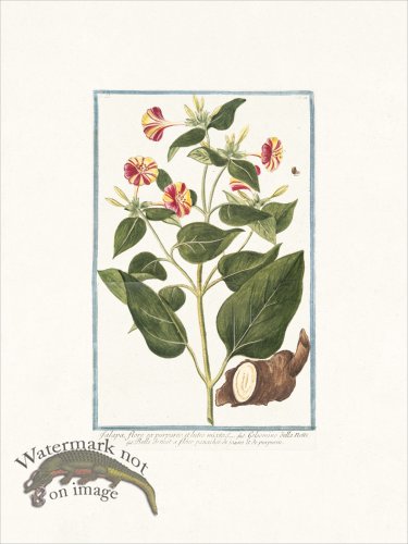 (image for) Bonelli 111 Jalapa