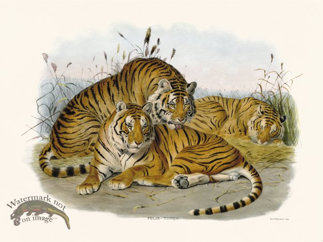 (image for) Elliot Cat 03 Tiger new Background