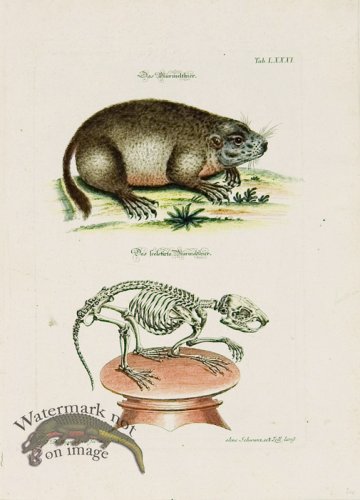 (image for) Meyer Animal 04