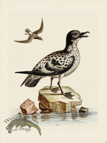 (image for) Edwards 090 White and Black Peteril