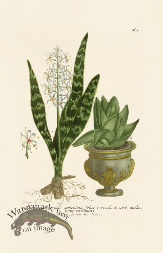 (image for) Weinmann PL 075