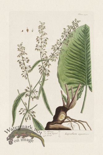 (image for) BEE 490 The great Water Dock