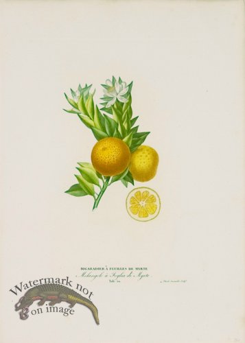 (image for) Poiteau Citrus 14