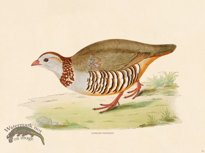 (image for) 08 BGB Barbary Partridge