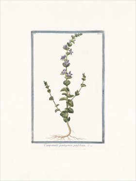 Bonelli 075 Five petaled blower