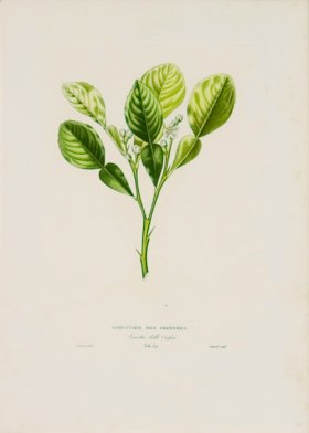 Poiteau Citrus 25