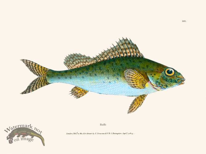 (image for) 101 Ruffe