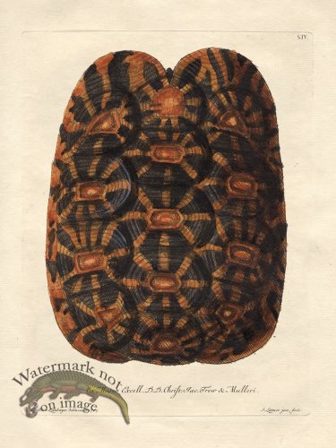 (image for) Trew Turtle Shell 04