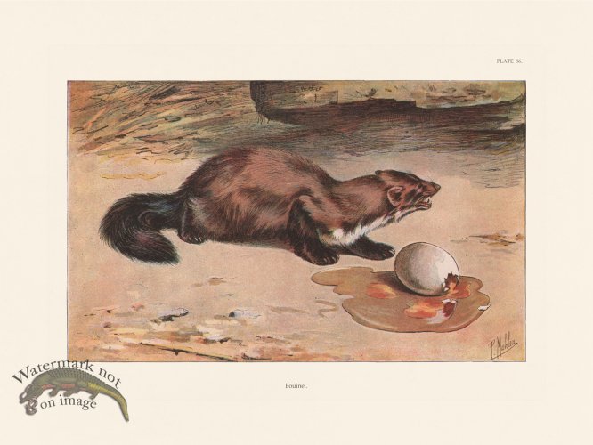 (image for) Les Chiens 086