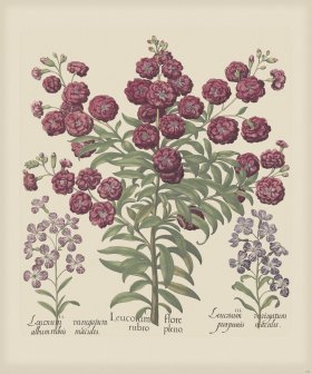 Besler 166 Colored B2