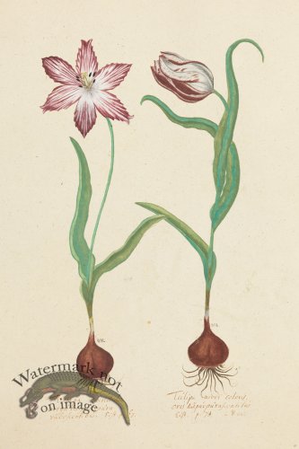 (image for) Blomboken 021