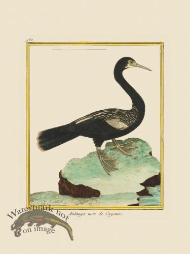 (image for) Martinet Bird 960