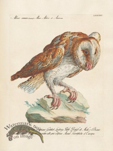 (image for) Manetti 091