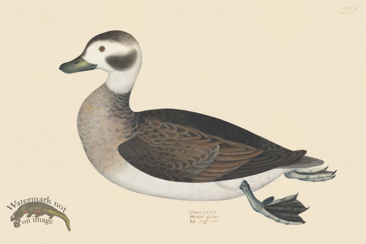 (image for) Rudbeck CFA 257