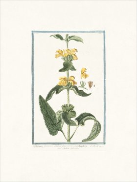 Bonelli 215 Jerusalem Sage