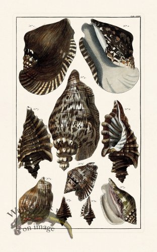 (image for) Seba B2 063