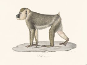 Cuvier 336 Drill Very Young