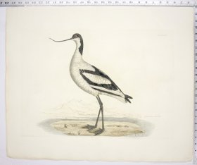 Scooping Avocet