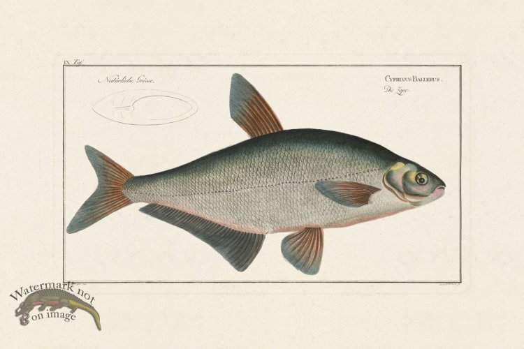 (image for) Bloch Fish 009