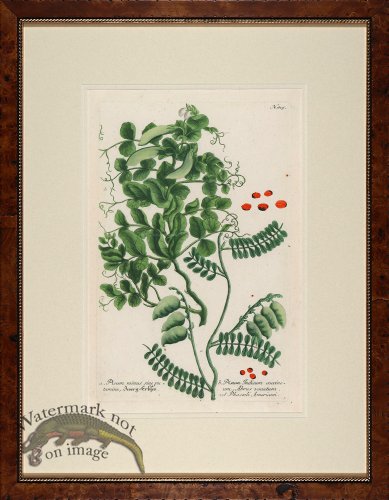 (image for) Weinmann Burl with Gold DM 01