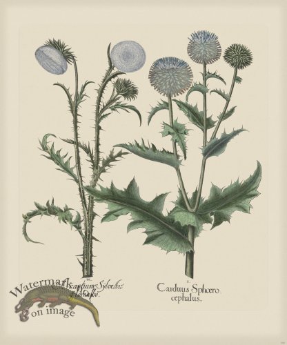 (image for) Besler 280 Colored B2