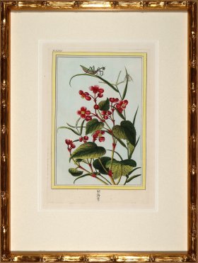 Buchoz Botanicals in Bamboo 11