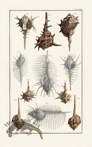 (image for) Seba B2 078