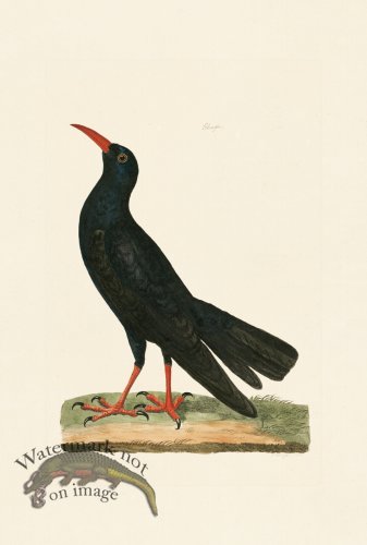 (image for) Pennant Zoology 088