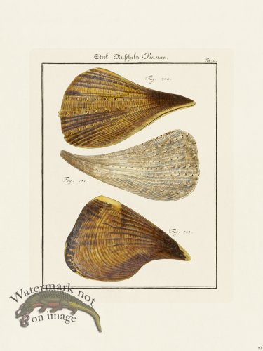 (image for) Martini Shells 090