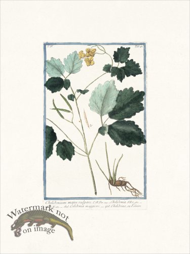 (image for) Bonelli 346 Greater Celandine