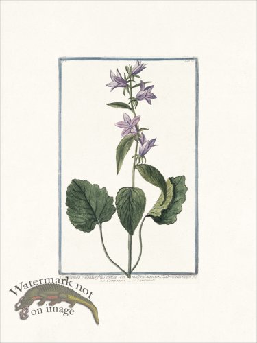 (image for) Bonelli 073 Bell flower