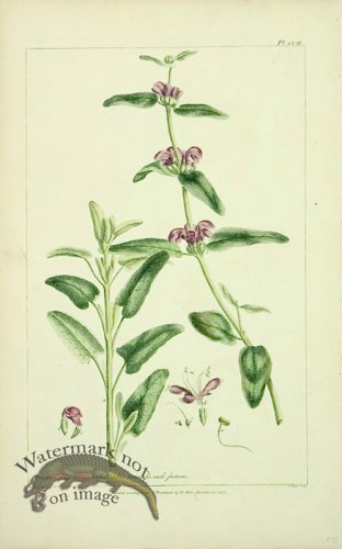 (image for) Philip Miller 069