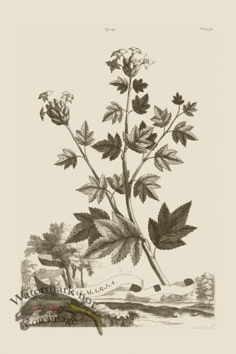 (image for) Abraham Munting 125