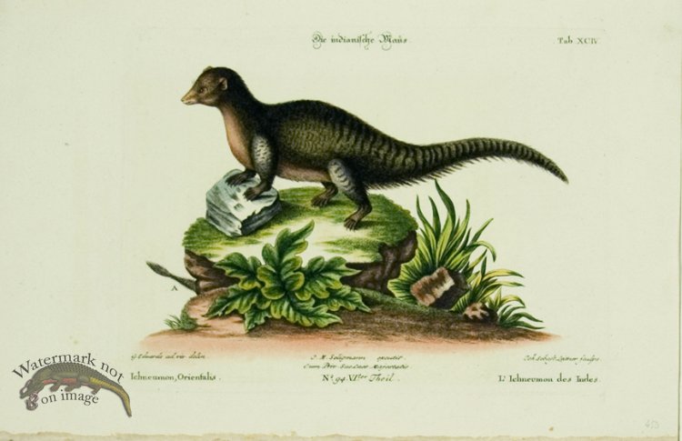 (image for) SSM 09 L\' Ichneumon des Indes (Indian Ichneumon)