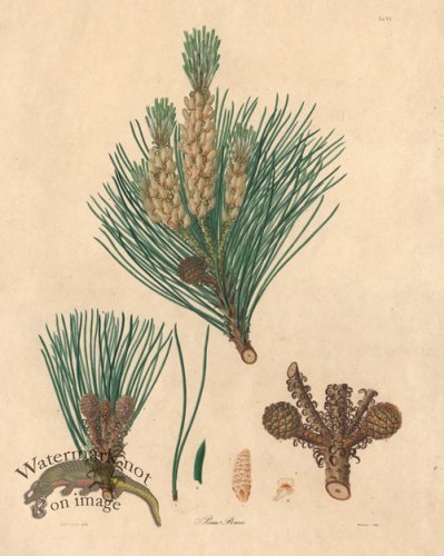 (image for) Lambert Pine 06