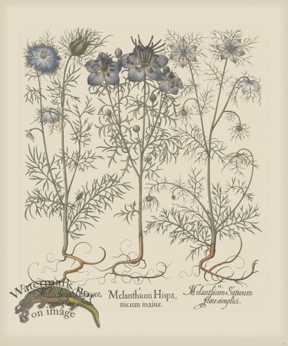 (image for) Besler 175 Colored B2