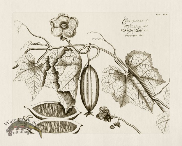 (image for) HORTUS VOl 08 08