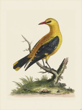 Edwards 185 Golden thrush