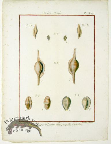 (image for) Diderot Shell 28