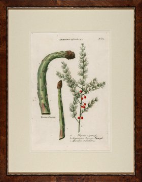 Weinmann Burl with Gold DM 15