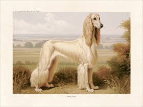 CFA Dog Afghan Hound 03