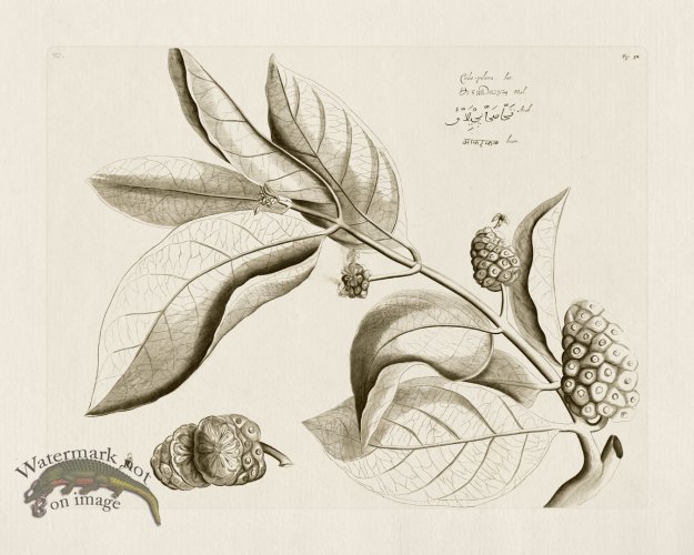 (image for) HORTUS VOL 01 52