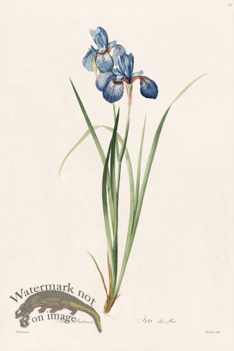 (image for) Les Liliacees Redoute 237